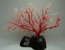 赤珊瑚原木置物